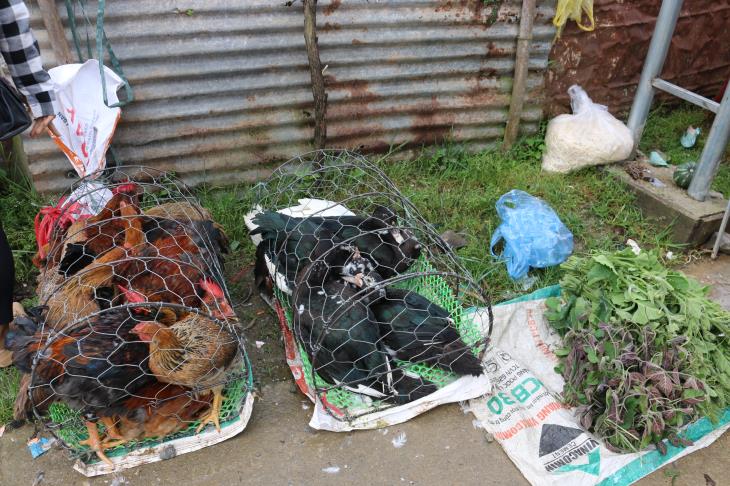 Tăng cường kiểm tra, kiểm soát, xử lý việc xuất, nhập lậu động vật và sản phẩm động vật qua biên giới